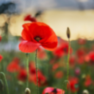 Remembrance Service with Peter McCall